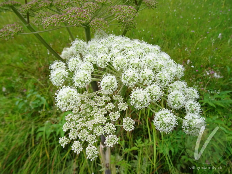 Wilde Brustwurz: Blüten