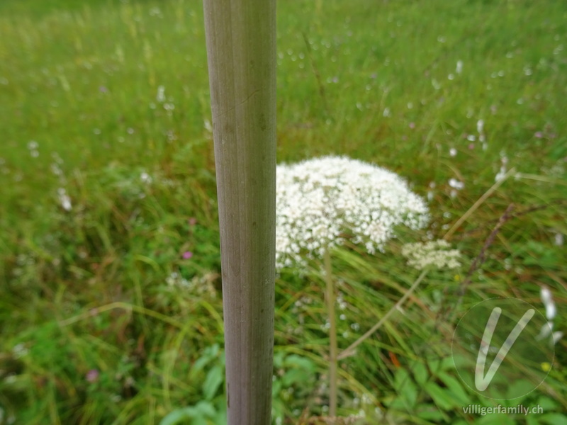 Wilde Brustwurz: Stengel