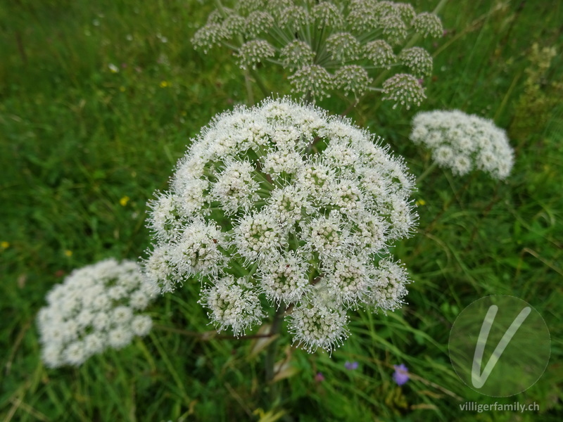 Wilde Brustwurz: Blüten