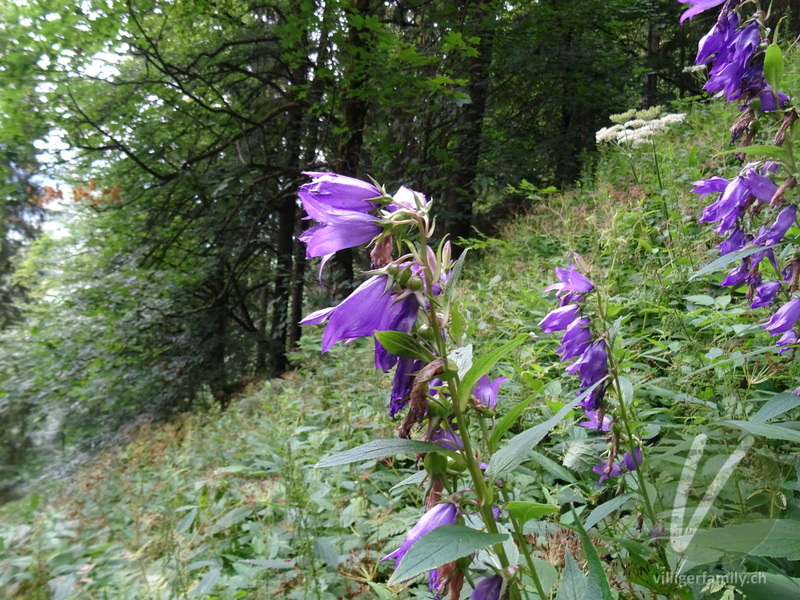 Breitblättrige Glockenblume: Gesamtbild, Blüten