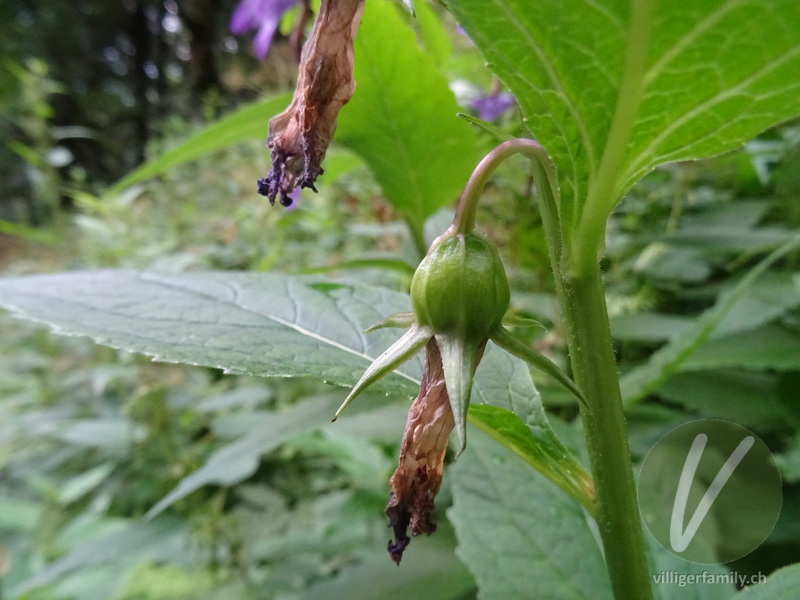 Breitblättrige Glockenblume: Früchte