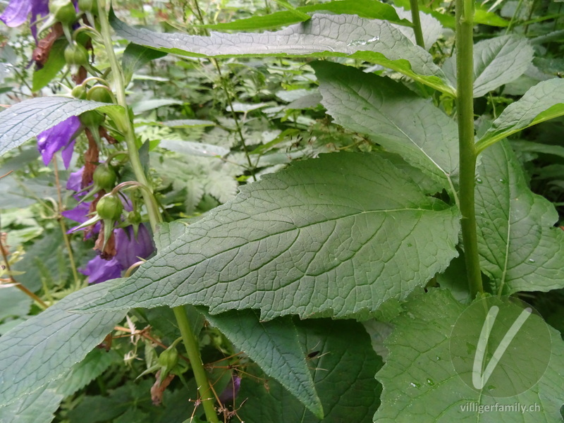 Breitblättrige Glockenblume: Blätter