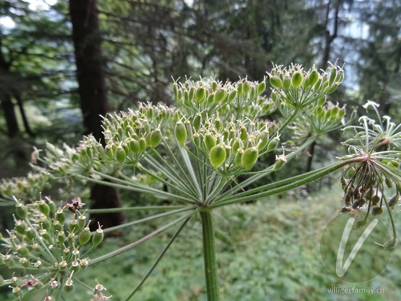 Berg-Wiesen-Bärenklau: Früchte