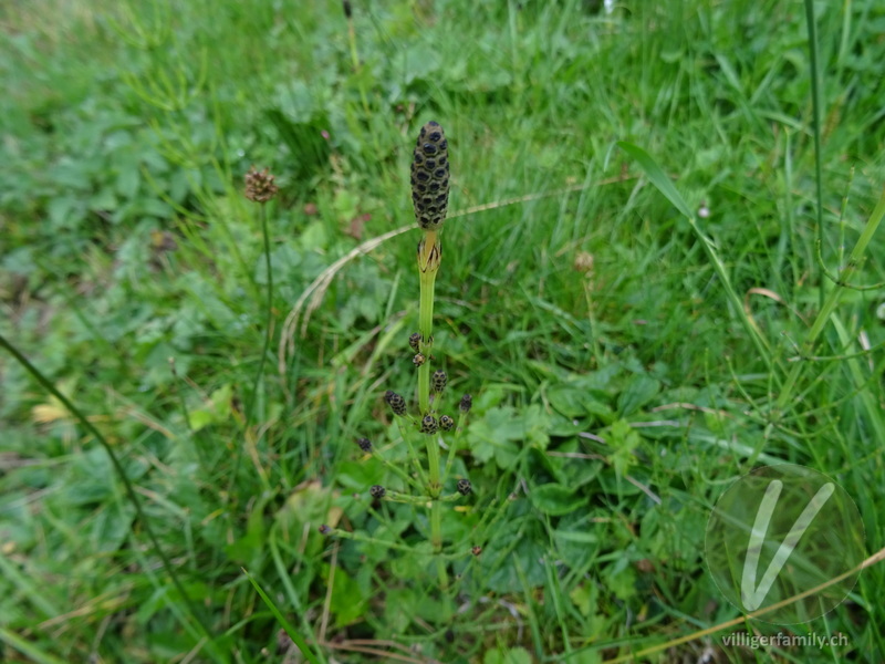 Sumpf-Schachtelhalm: Blüten