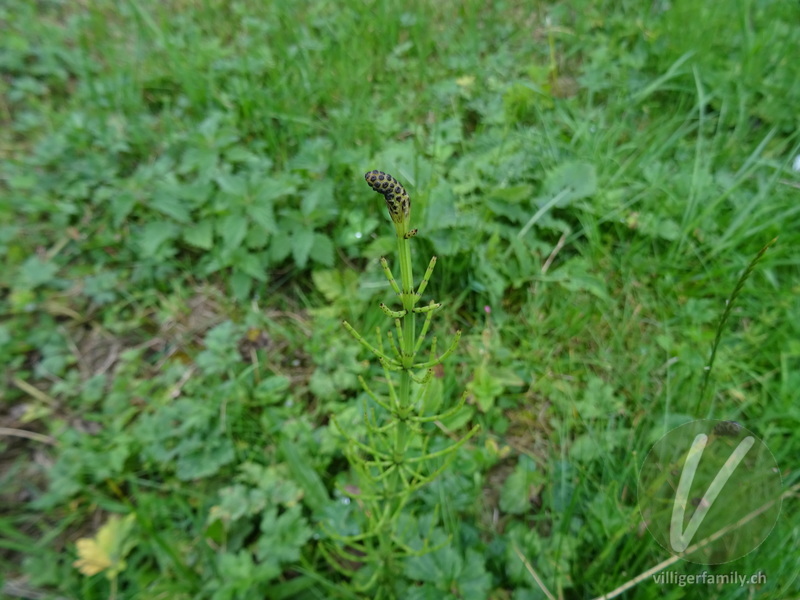 Sumpf-Schachtelhalm: Blüten, Stengel