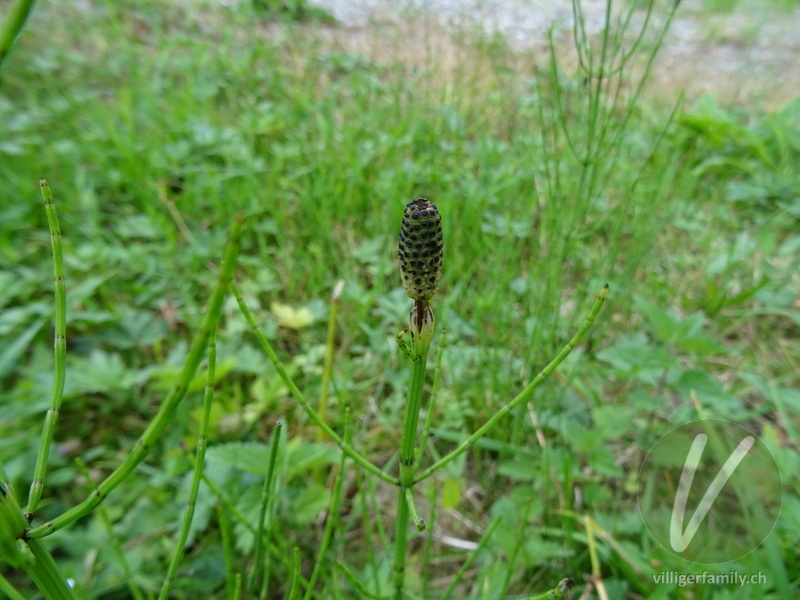 Sumpf-Schachtelhalm: Blüten