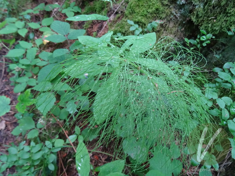 Wald-Schachtelhalm: Blätter, Gesamtbild
