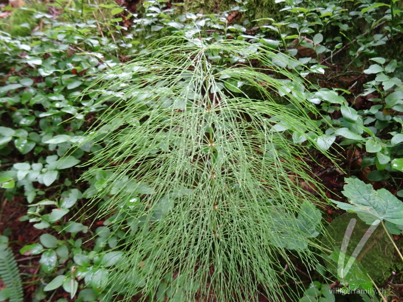 Wald-Schachtelhalm: Gesamtbild