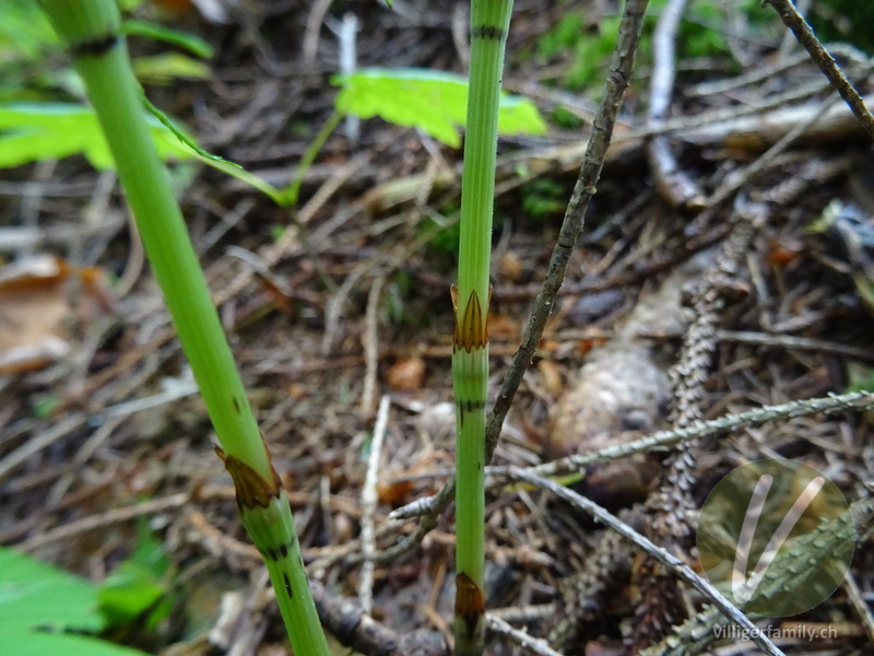 Wald-Schachtelhalm: Stengel