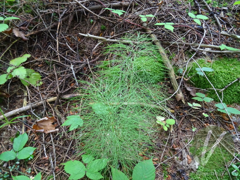 Wald-Schachtelhalm: Gesamtbild