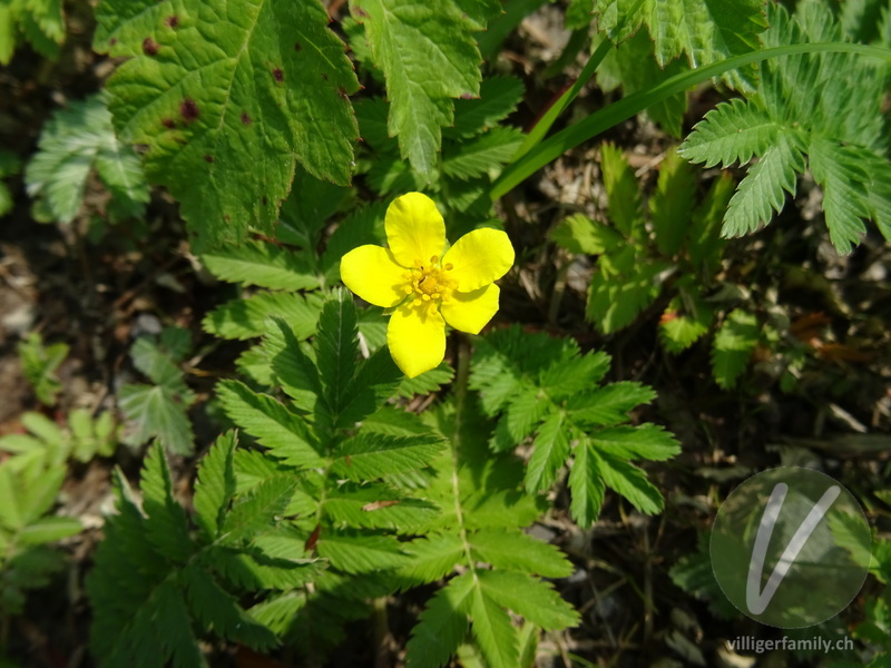 Gänse-Fingerkraut: Blüten
