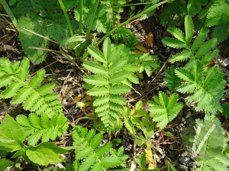 Gänse-Fingerkraut: Blätter