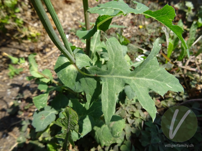Kohl-Gänsedistel: Blätter