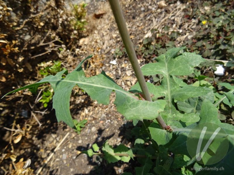 Kohl-Gänsedistel: Blätter, Stengel