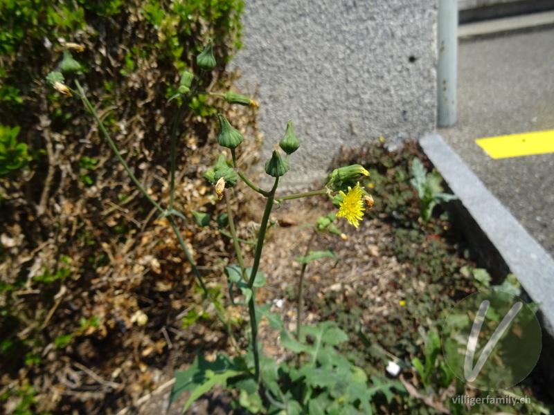 Kohl-Gänsedistel: Blüten