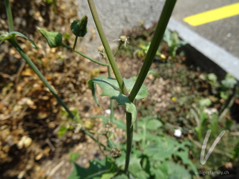 Kohl-Gänsedistel: Stengel, Blätter