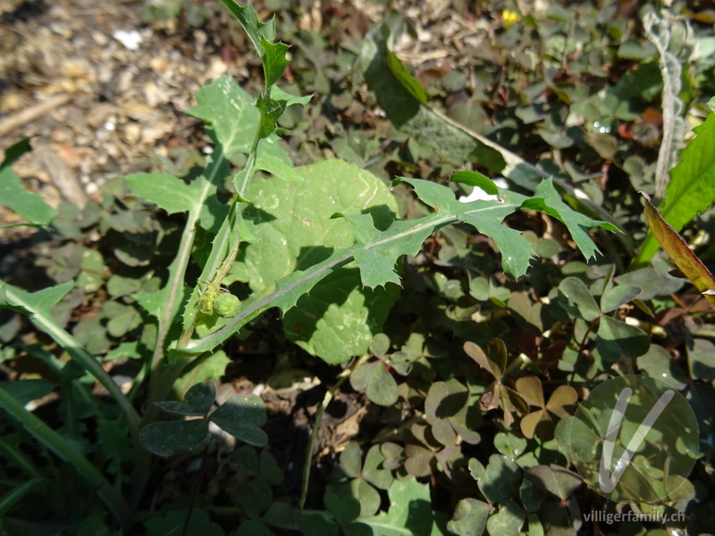 Kohl-Gänsedistel: Blätter