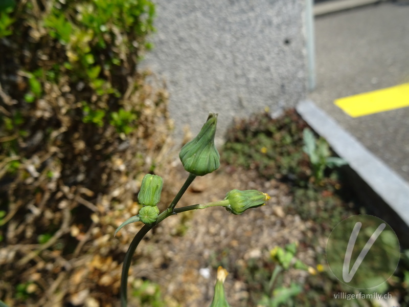 Kohl-Gänsedistel: Blüten