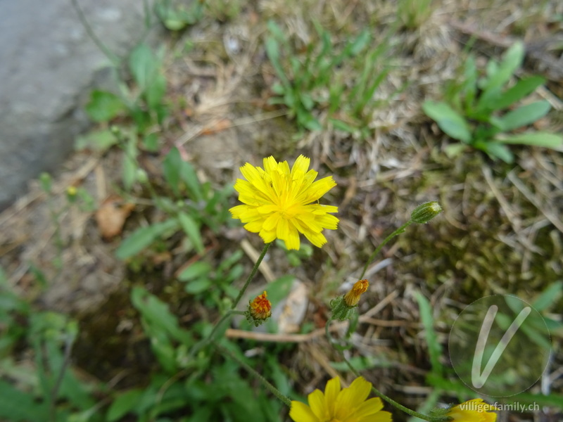 Kleinköpfiger Pippau: Blüten