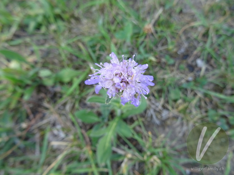 Feld-Witwenblume: Blüten