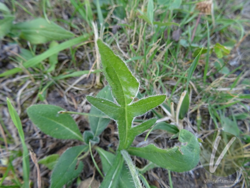 Feld-Witwenblume: Blätter