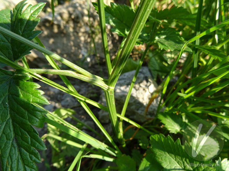 Grosse Bibernelle: Stengel