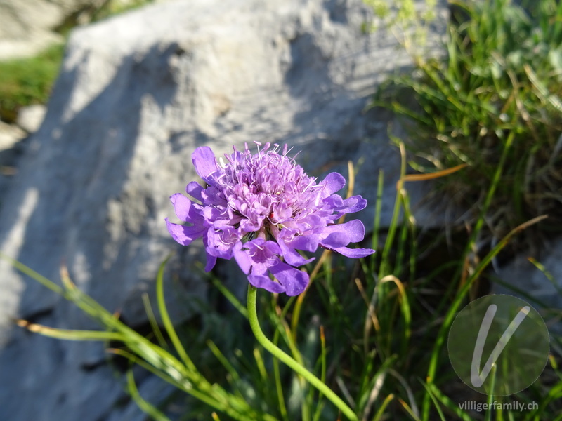 Glänzende Skabiose: Blüten