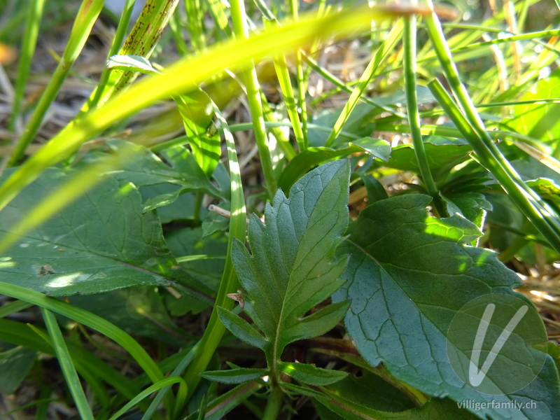 Glänzende Skabiose: Blätter