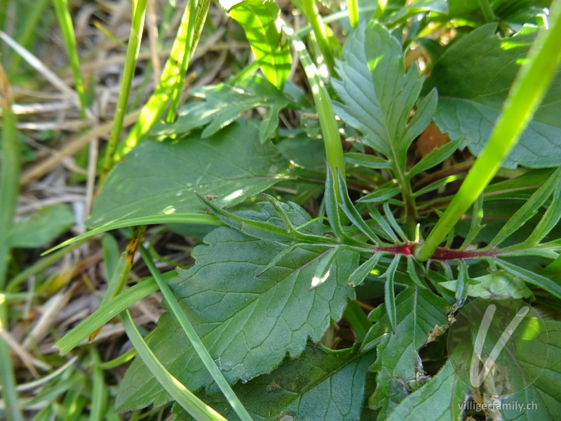 Glänzende Skabiose: Blätter