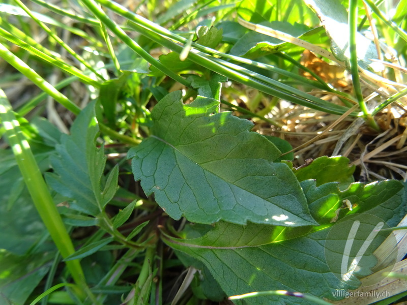 Glänzende Skabiose: Blätter
