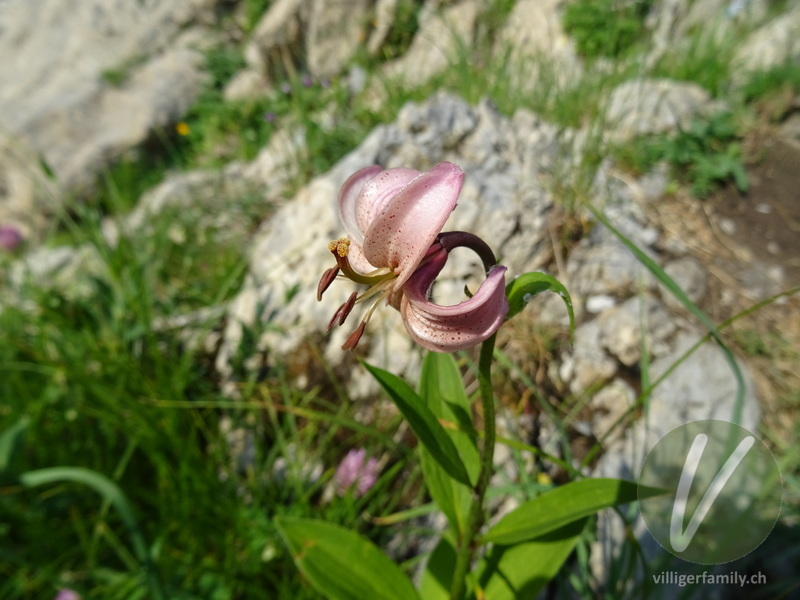 Türkenbund: Blüten