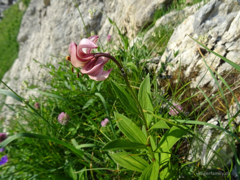 Türkenbund: Blüten, Gesamtbild