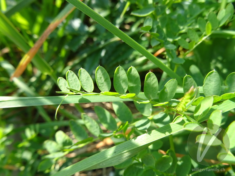 Wald-Wicke: Blätter