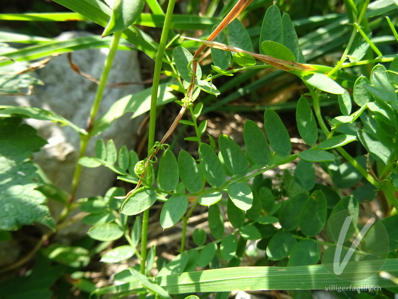 Wald-Wicke: Blätter