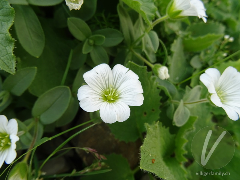 Gewöhnliches Alpen-Hornkraut: Blüten