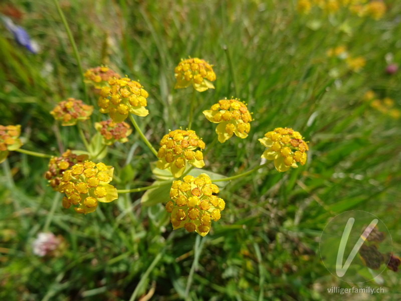 Gewöhnliches Hahnenfuss-Hasenohr: Blüten