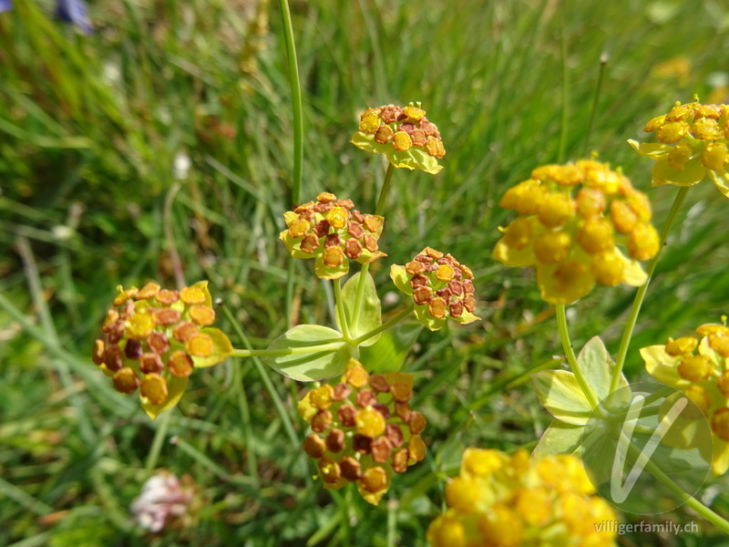 Gewöhnliches Hahnenfuss-Hasenohr: Blüten