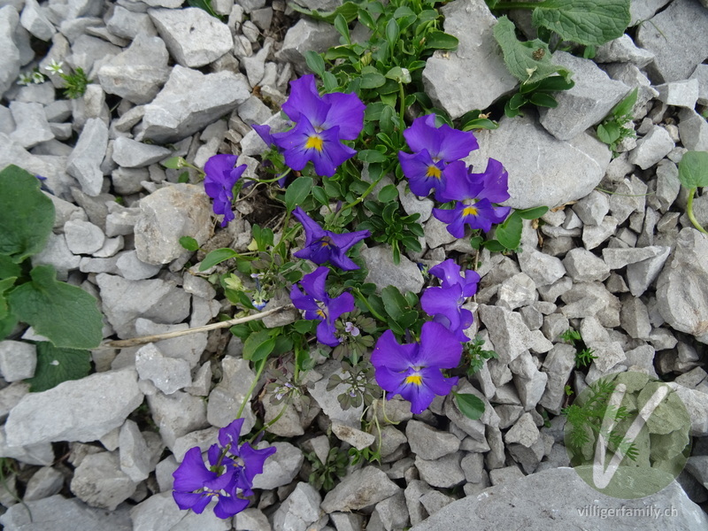 Langsporniges Stiefmütterchen: Blüten, Gesamtbild