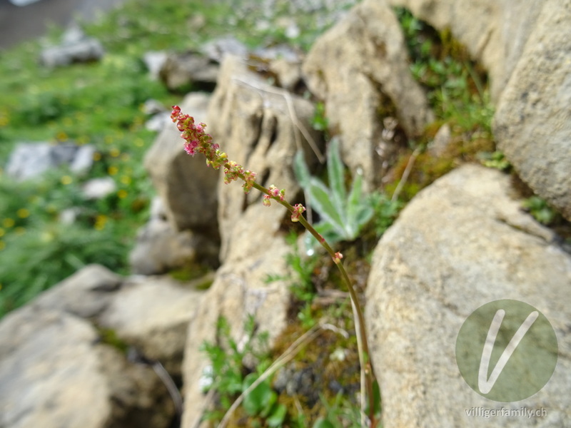 Schnee-Ampfer: Blüten