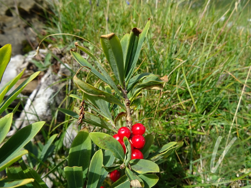 Echter Seidelbast: Früchte, Stengel
