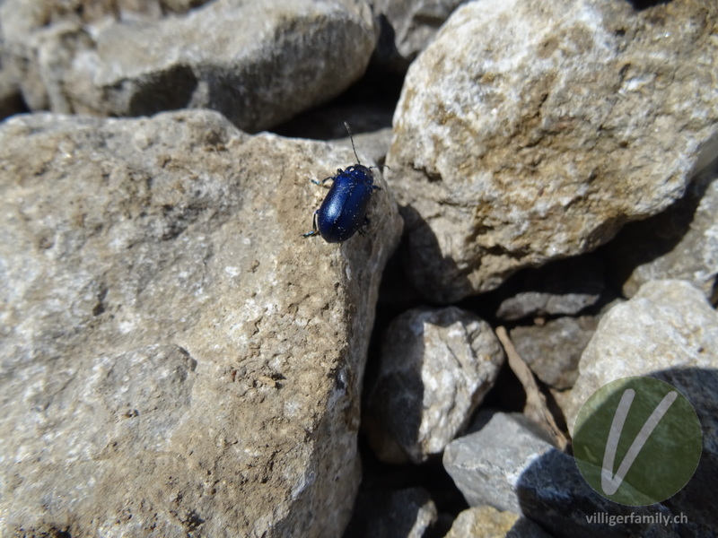 Blauer Erlenblattkäfer: 