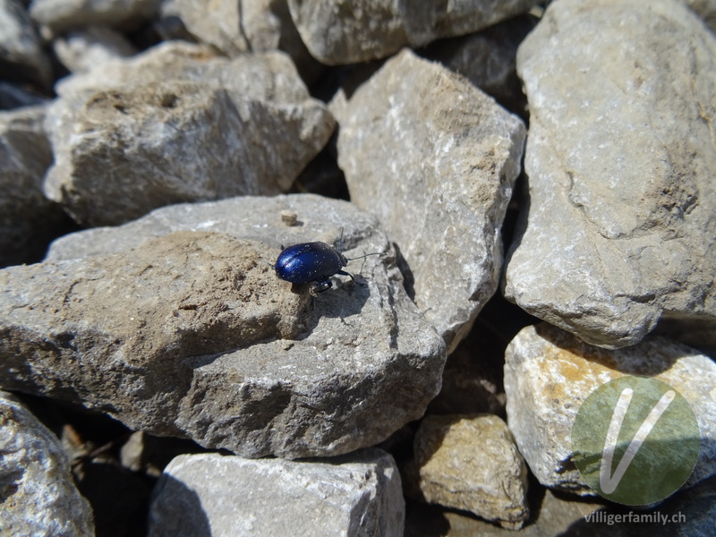 Blauer Erlenblattkäfer: 