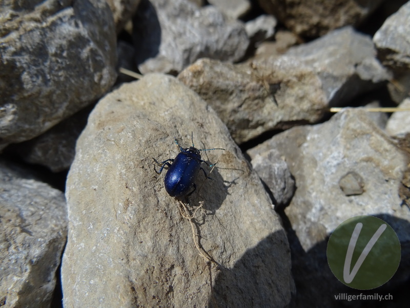 Blauer Erlenblattkäfer: 