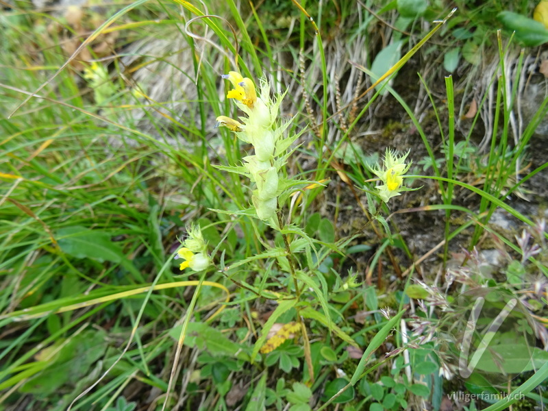 Grannen-Klappertopf: Gesamtbild, Blüten