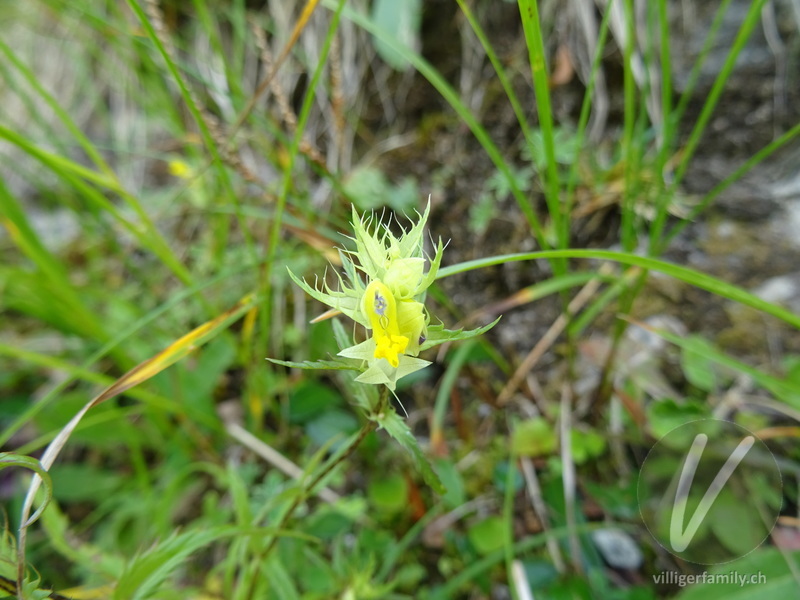 Grannen-Klappertopf: Blüten