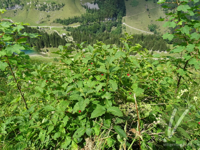 Alpen-Heckenkirsche: Gesamtbild