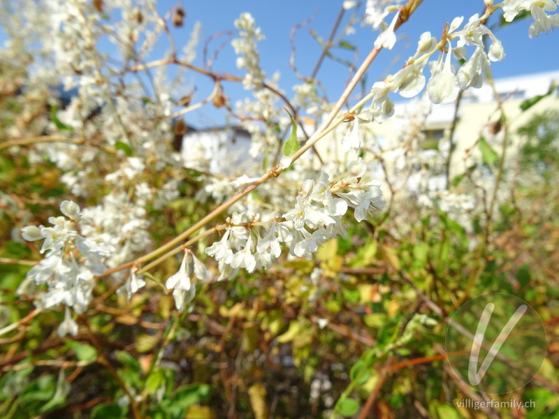Auberts Windenknöterich: Blüten