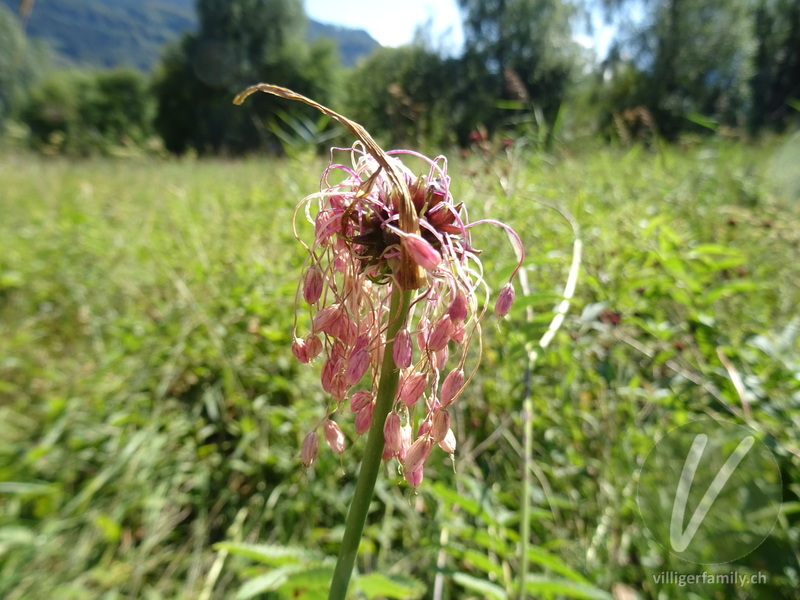 Gewöhnlicher Gekielter Lauch: Blüten
