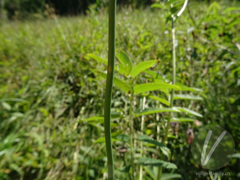 Gewöhnlicher Gekielter Lauch: Stengel