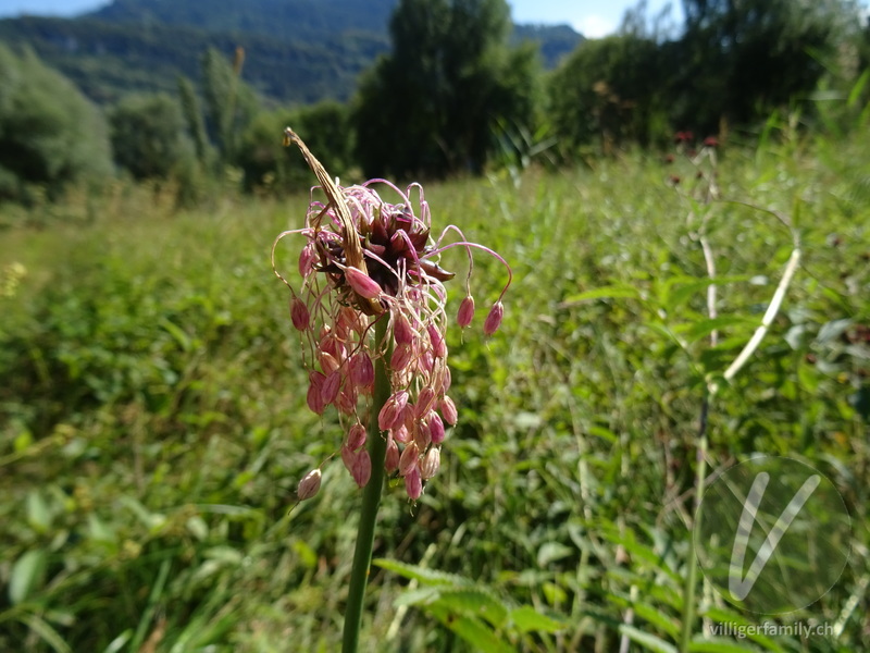 Gewöhnlicher Gekielter Lauch: Blüten